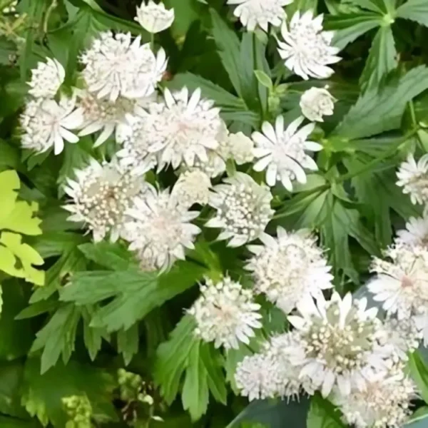Astrantia major 'Superstar' - Image 2