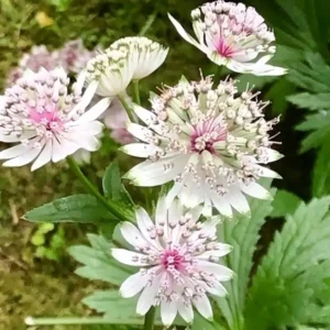 Astrantia major 'Superstar'