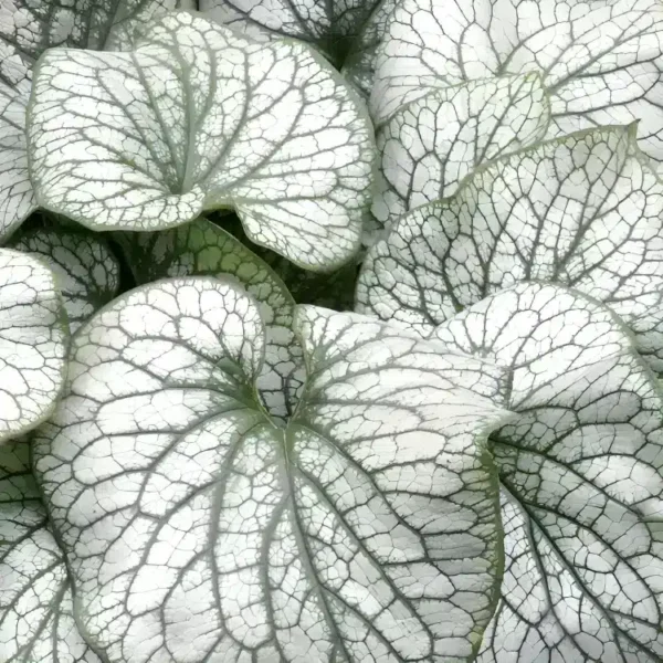Brunnera macrophylla 'Alexander's Great