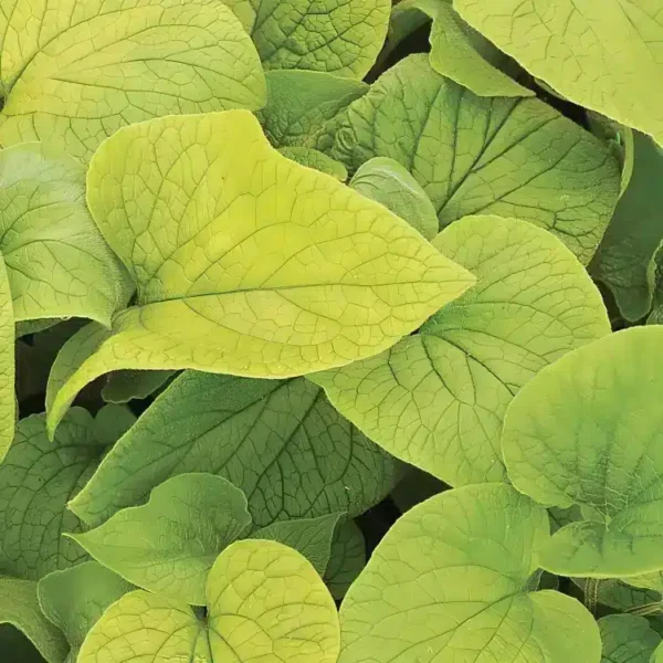 Brunnera macrophylla 'Diane's Gold' - Image 2