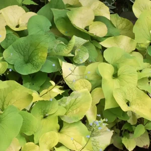 Brunnera macrophylla 'Diane's Gold'