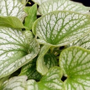 Brunnera macrophylla 'Jack's Gold' (Siberian Bugloss)