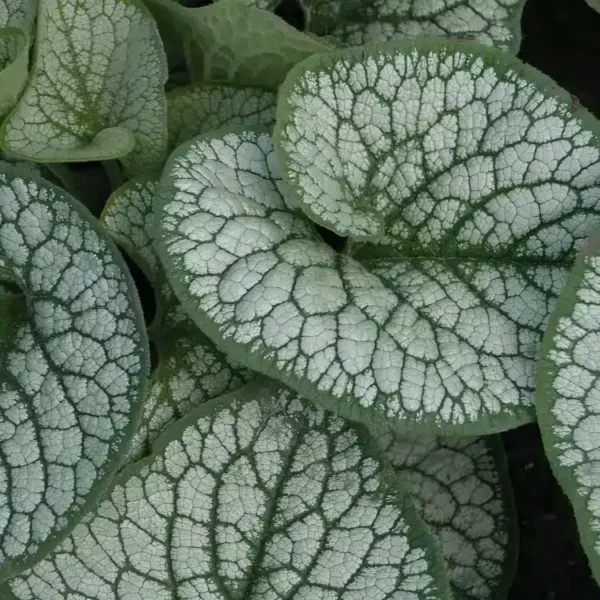 Brunnera macrophylla 'Silver Heart' (Siberian Bugloss)