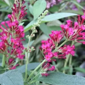 Buddleja davidii 'Buzz Hot Raspberry'  (Butterfly bush)