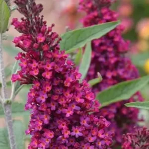 Buddleja davidii 'Raspberry Wine' (Butterfly bush)