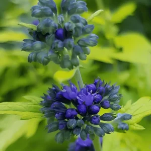 Caryopteris × clandonensis Sapphire Dream