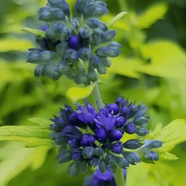Caryopteris × clandonensis Sapphire Dream
