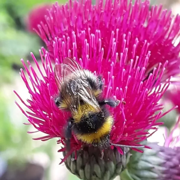 Cirsium Trevors Blue Wonder (Brook Thistle) - Image 2