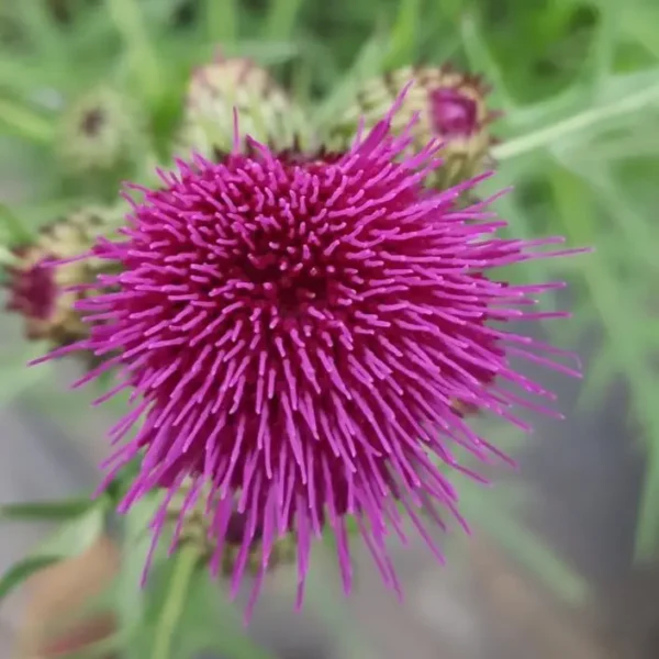 Cirsium Trevors Blue Wonder (Brook Thistle) - Image 3