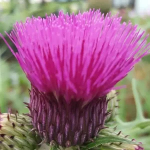 Cirsium Trevors Blue Wonder (Brook Thistle)
