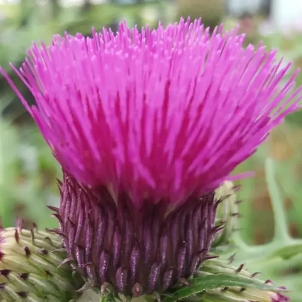 Cirsium Trevors Blue Wonder (Brook Thistle)
