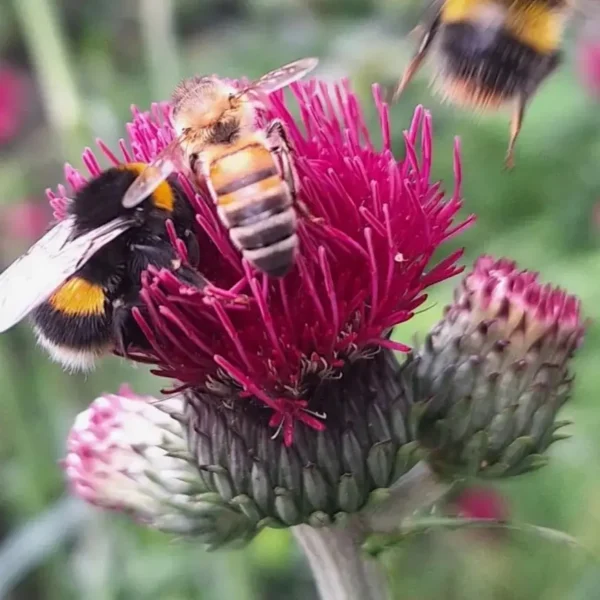 Cirsium rivulare 'Atropurpureum' (Plume Thistle) - Image 2