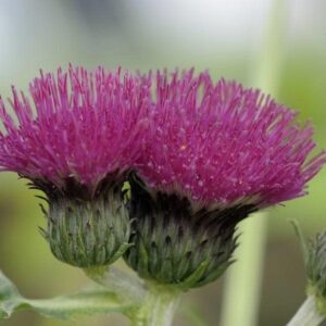 Cirsium rivulare 'Atropurpureum' (Plume Thistle)