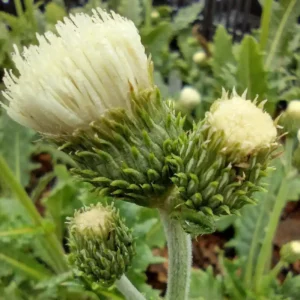 Cirsium rivulare 'Frosted Magic' ('Lowcir')