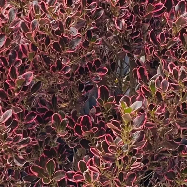 Coprosma 'Eclipse'