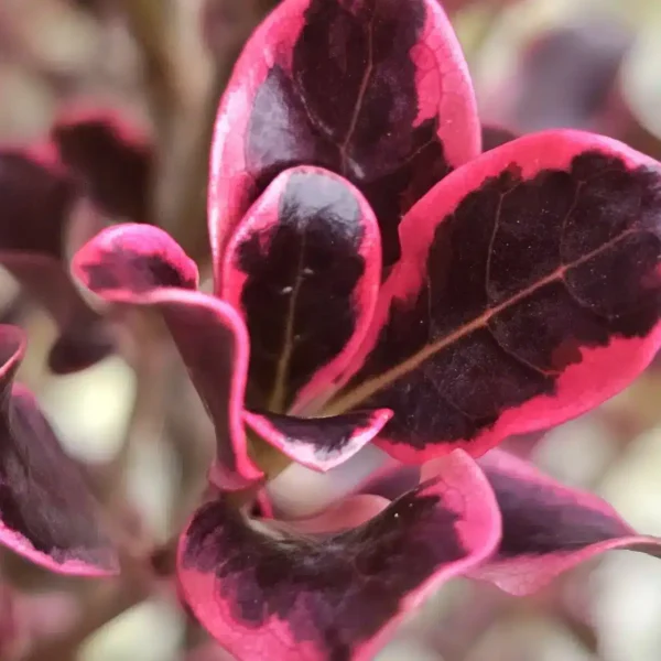 Coprosma 'Eclipse' - Image 3