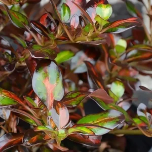 Coprosma 'Glowing Embers'.