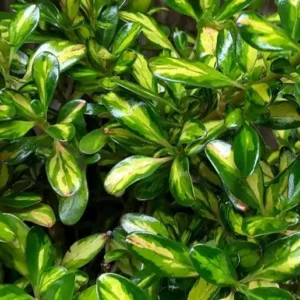 Coprosma 'Lemon and Lime'