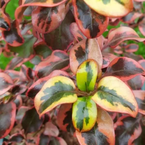 Coprosma repens 'Inferno'