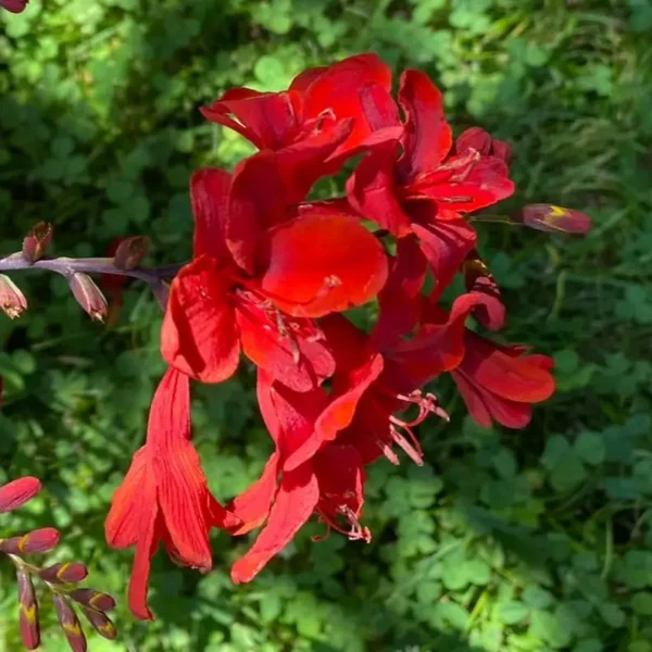 Crocosmia 'Hellfire' (montbretia) - Image 2