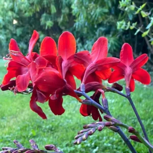 Crocosmia 'Hellfire' (montbretia)