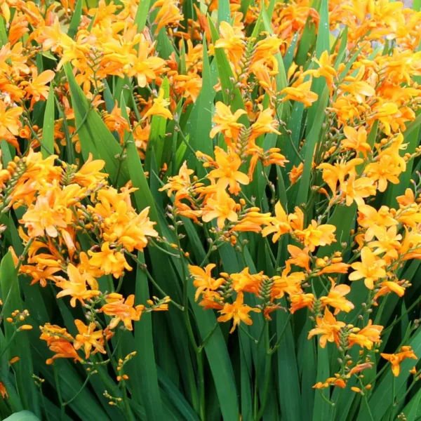 Crocosmia NOVA® 'Gold Dragon' - Image 3