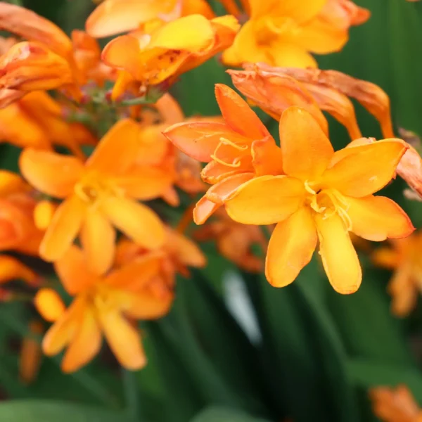 Crocosmia NOVA® 'Gold Dragon' - Image 2