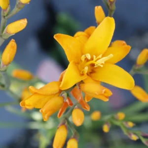 Crocosmia NOVA® 'Gold Dragon'