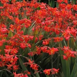 Crocosmia x crocosmiiflora 'Saracen'