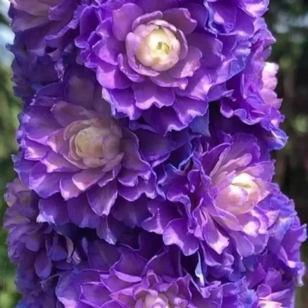 Delphinium 'Highlander Bolero' (Candle Larkspur) - Image 3