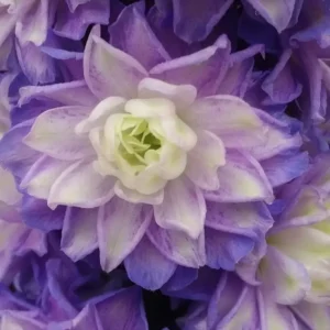 Delphinium 'Highlander Bolero' (Candle Larkspur)