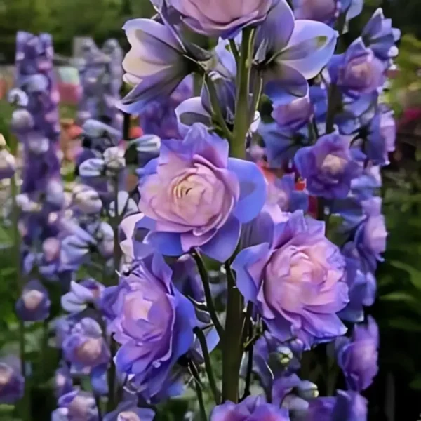 Delphinium 'Highlander Bolero' (Candle Larkspur) - Image 2