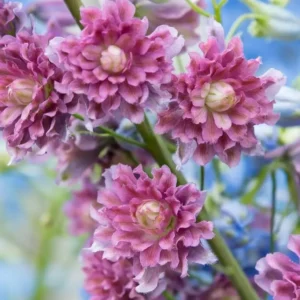 Delphinium 'Highlander Flamenco' (Coadelfla)