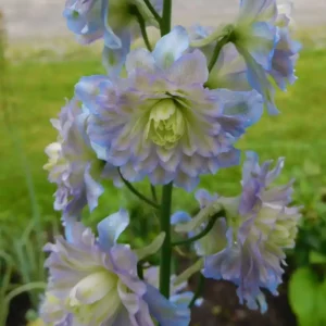 Delphinium 'Highlander Moonlight'