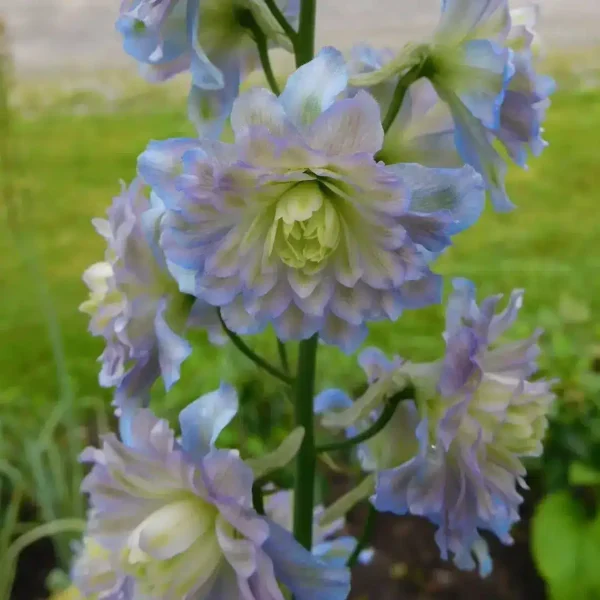 Delphinium 'Highlander Moonlight'