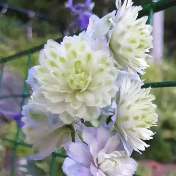 Delphinium 'Highlander Moonlight' - Image 2