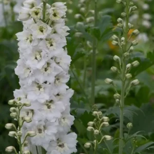 Delphinium 'Magic Fountain White Pure' (Magic Fountains Series)