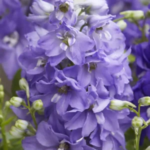 Delphinium x cultorum ‘Dignity Blue Shades’