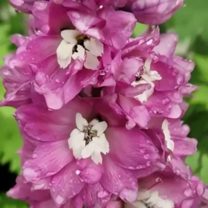 Delphinium x cultorum 'Pacific Astolat' (Candle Larkspur)