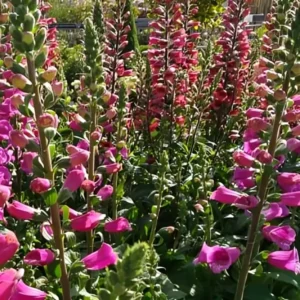 Digitalis Foxlight 'Ruby Glow' (Foxglove)