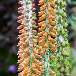 Digitalis parviflora 'Milk Chocolate'