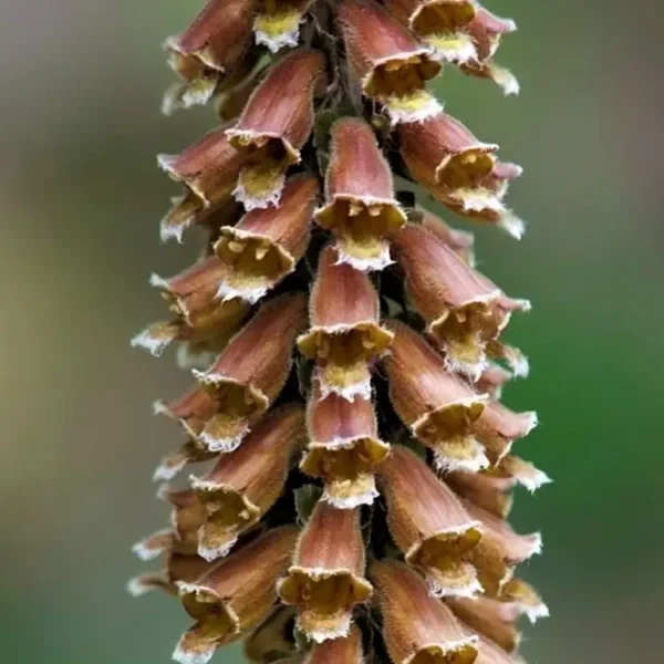 Digitalis parviflora 'Milk Chocolate' - Image 3