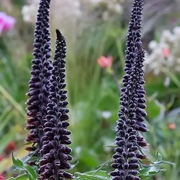 Digitalis parviflora 'Milk Chocolate' - Image 2