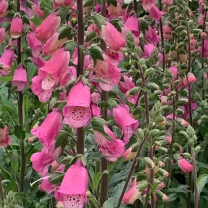 Digitalis x 'Foxlight Rose Ivory' (Foxglove)