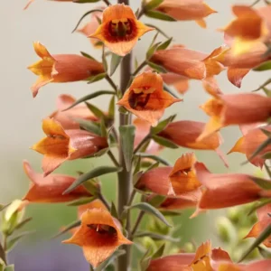 Digitalis x valinii 'Firecracker' (Foxglove)