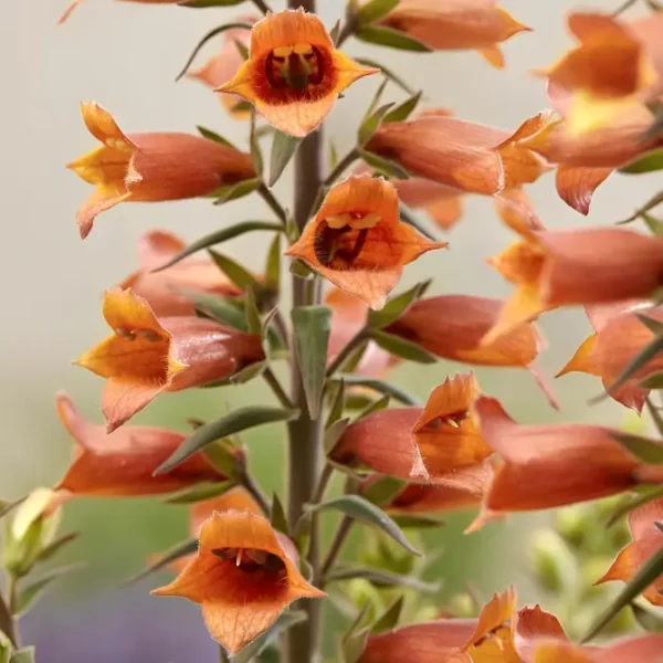 Digitalis x valinii 'Firecracker' (Foxglove)