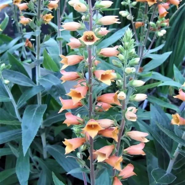 Digitalis x valinii 'Firecracker' (Foxglove) - Image 2
