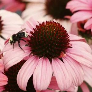 Echinacea DARK SHADOWS 'Mystic' (Coneflower)