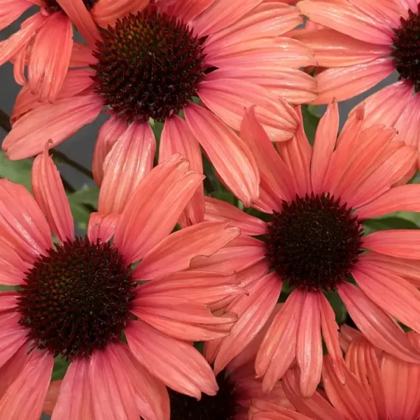 Echinacea DARK SHADOWS 'Mystic' (Coneflower) - Image 2