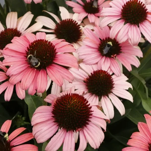Echinacea DARK SHADOWS 'Mystic' (Coneflower) - Image 3